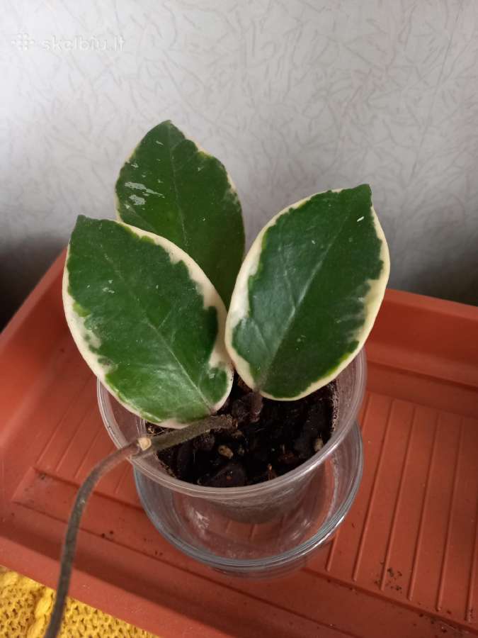 Hoya 's - nuotraukos Nr. 12
