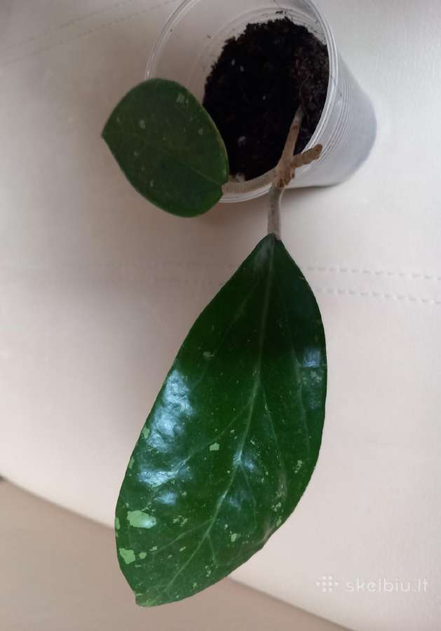 Hoya 's - nuotraukos Nr. 5