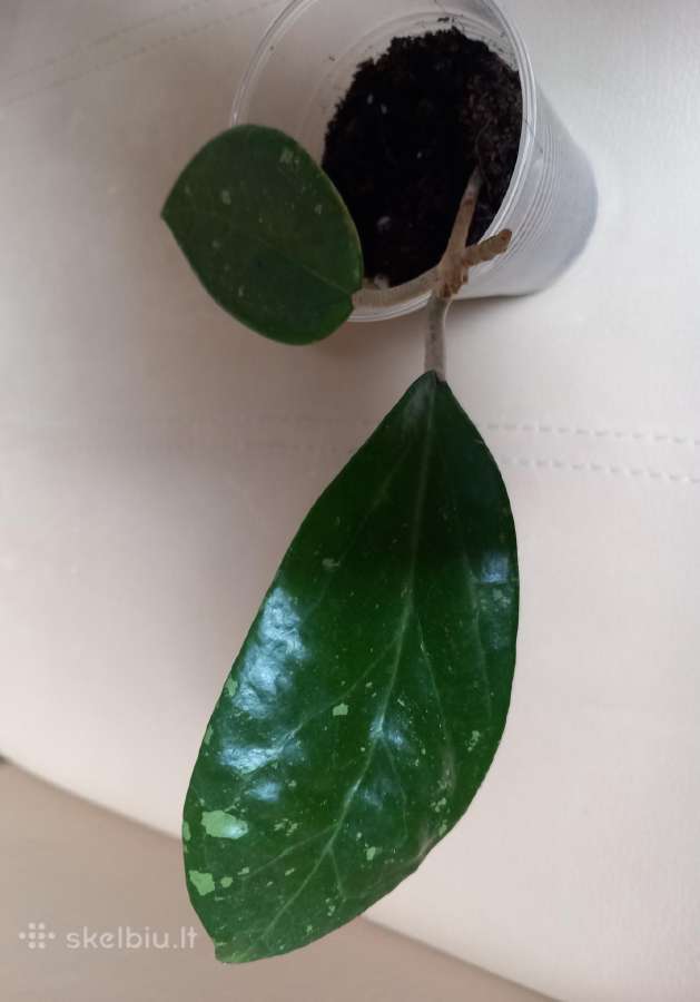Hoya 's - nuotraukos Nr. 13