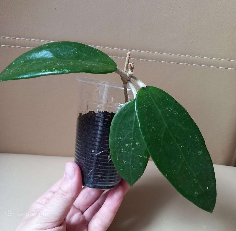 Hoya 's - nuotraukos Nr. 14
