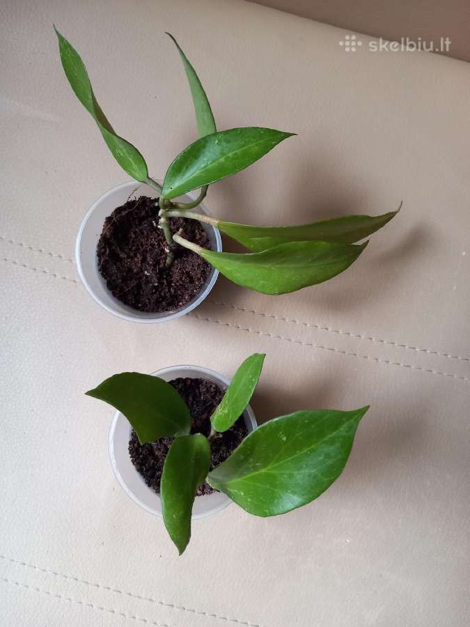 Hoya 's - nuotraukos Nr. 15