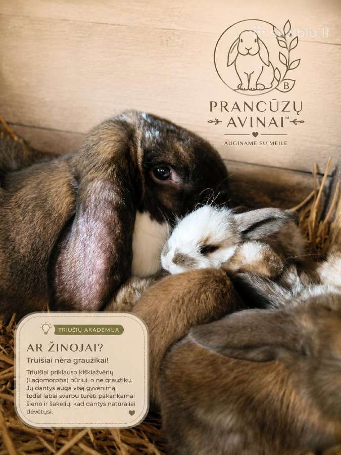 Prancūzų avinai (triušiai) - nuotraukos Nr. 3
