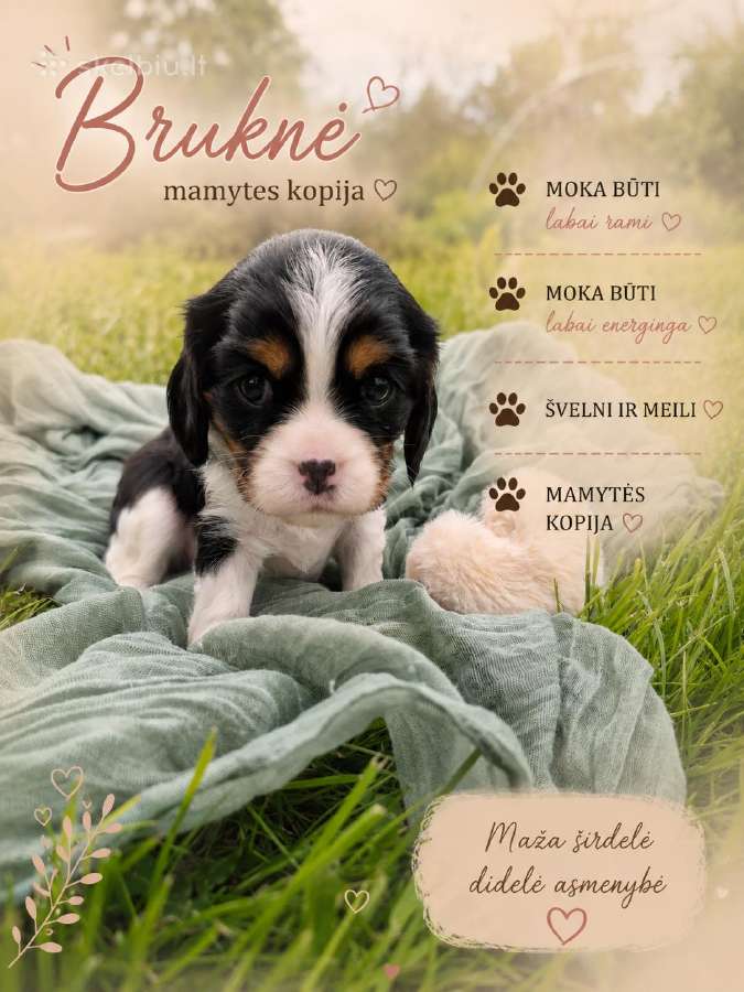 Kavalieriaus Karaliaus Karolio spanielių mažylės - nuotraukos Nr. 2