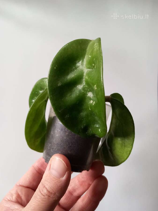 Hoya 's - nuotraukos Nr. 16