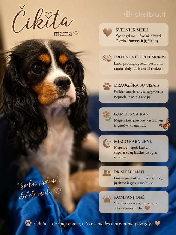 Kavalieriaus Karaliaus Karolio spanielių mažylės - nuotraukos Nr. 7