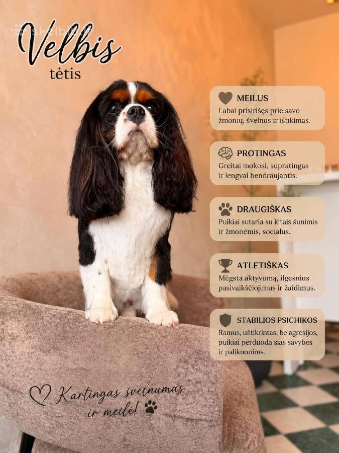 Kavalieriaus Karaliaus Karolio spanielių mažylės - nuotraukos Nr. 8