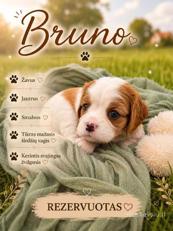 Kavalieriaus Karaliaus Karolio spanielių mažylės - nuotraukos Nr. 5