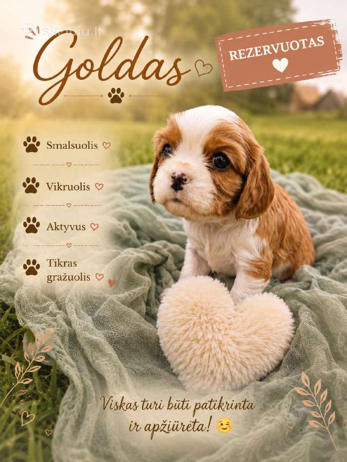 Kavalieriaus Karaliaus Karolio spanielių mažylės - nuotraukos Nr. 6