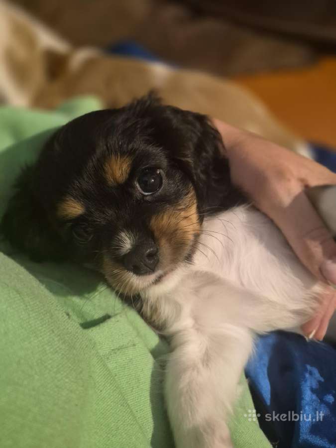 Kavalieriaus Karaliaus Karolio spanielių mažylės - nuotraukos Nr. 9
