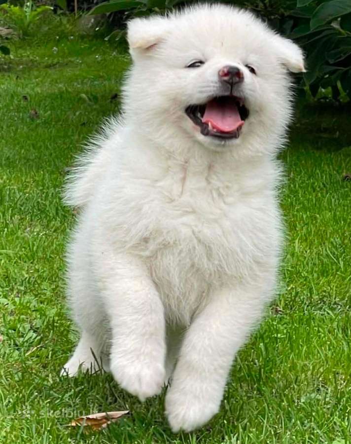 Akita inu vada. - nuotraukos Nr. 2