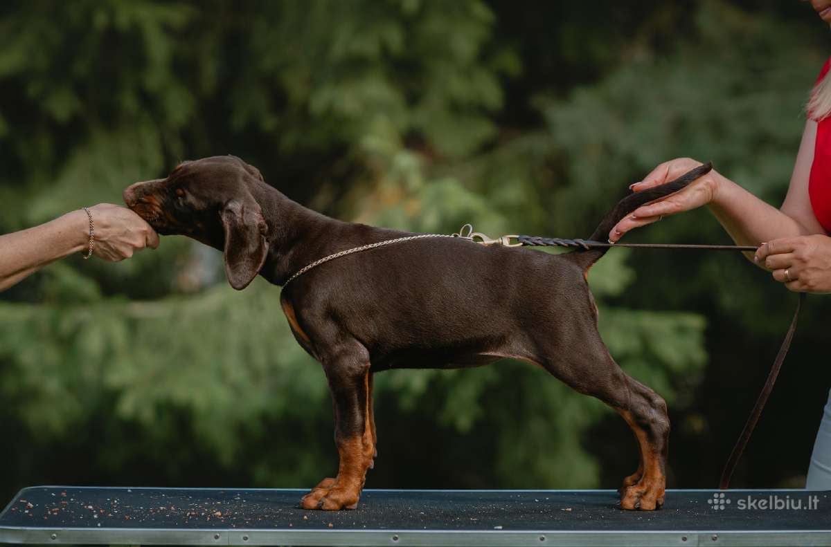 Dobermano veislės kalytė - nuotraukos Nr. 2