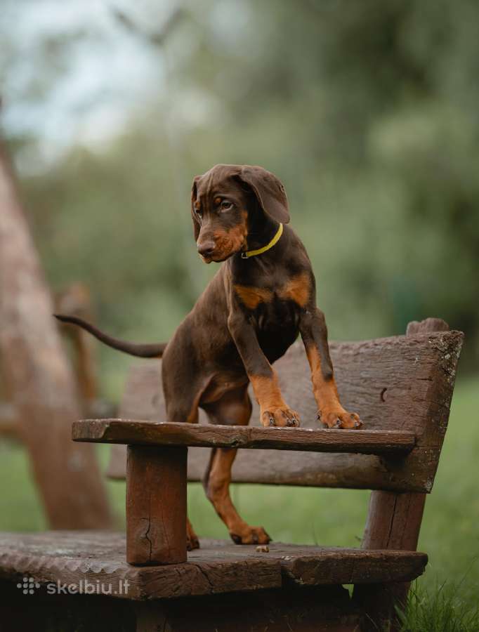 Dobermano veislės kalytė - nuotraukos Nr. 3