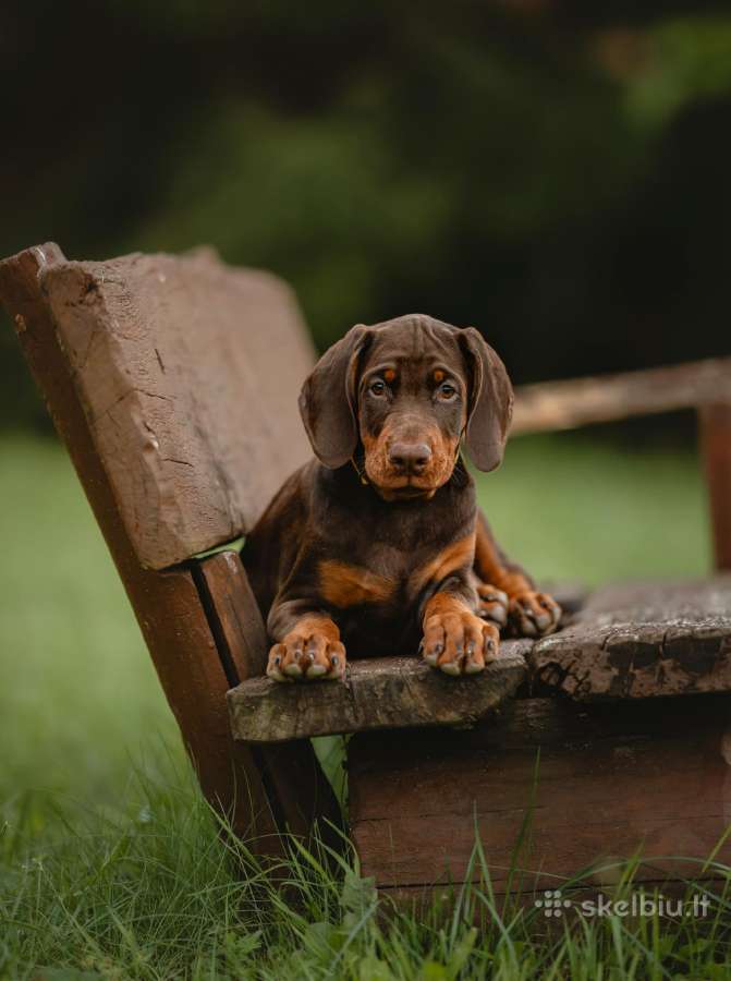 Dobermano veislės kalytė - nuotraukos Nr. 4