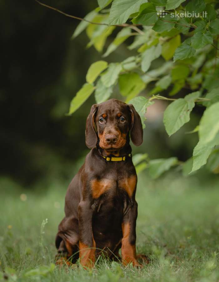 Dobermano veislės kalytė - nuotraukos Nr. 5