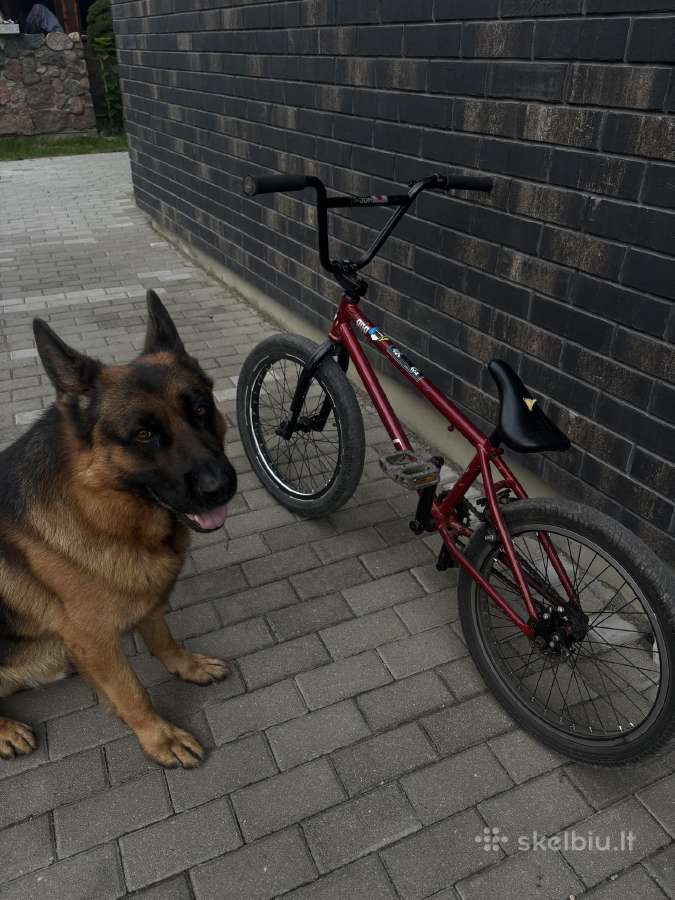 Apsaugotas gerai BMX - nuotraukos Nr. 3