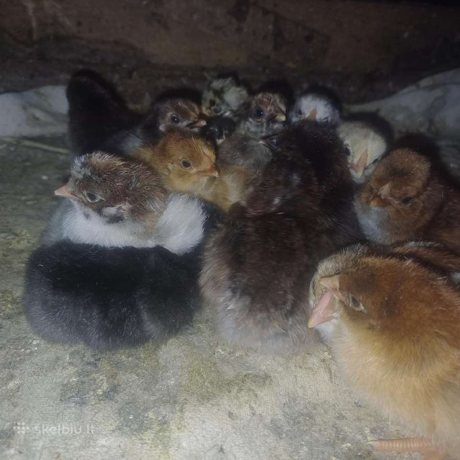 Parduodu Viščiukus - nuotraukos Nr. 2