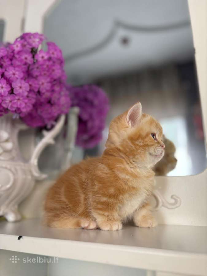 Munchkin - nuotraukos Nr. 8