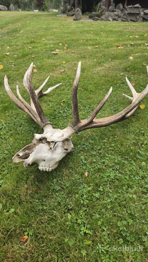Tauriojo elnio ragai su kaukole, 12 šakų - nuotraukos Nr. 2