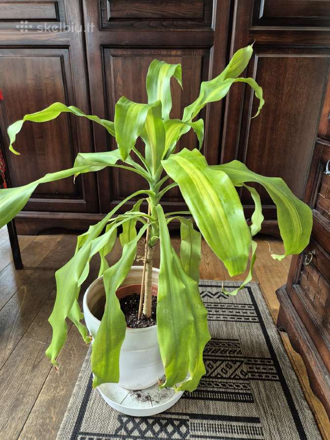 Kambarine gele "dracena'.80cm. - nuotraukos Nr. 4