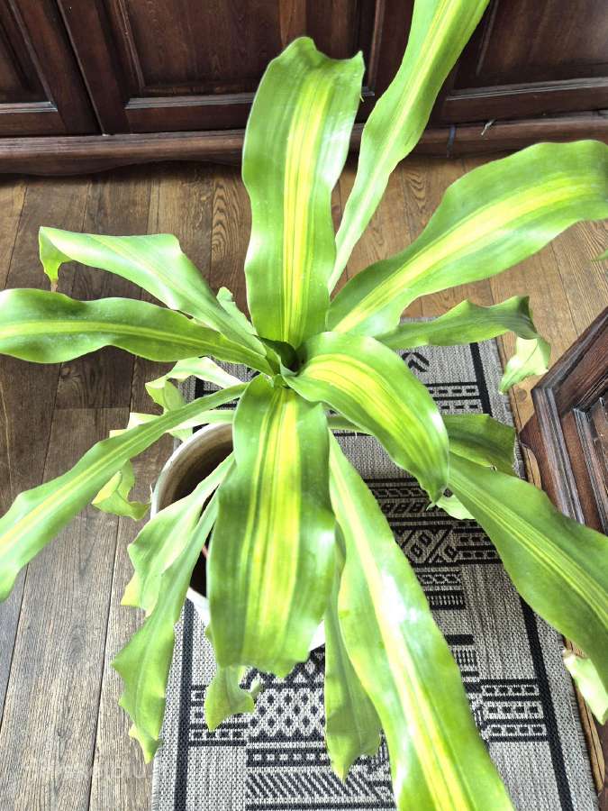 Kambarine gele "dracena'.80cm. - nuotraukos Nr. 2