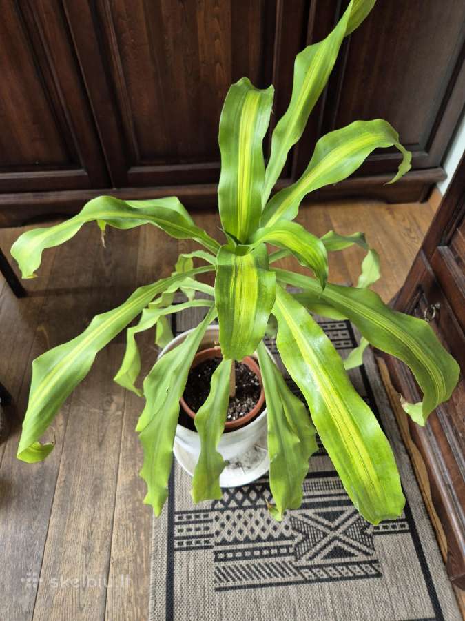 Kambarine gele "dracena Massangeana".80cm. - nuotraukos Nr. 5