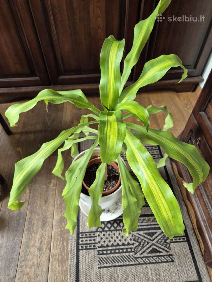Kambarine gele "dracena'.80cm. - nuotraukos Nr. 5
