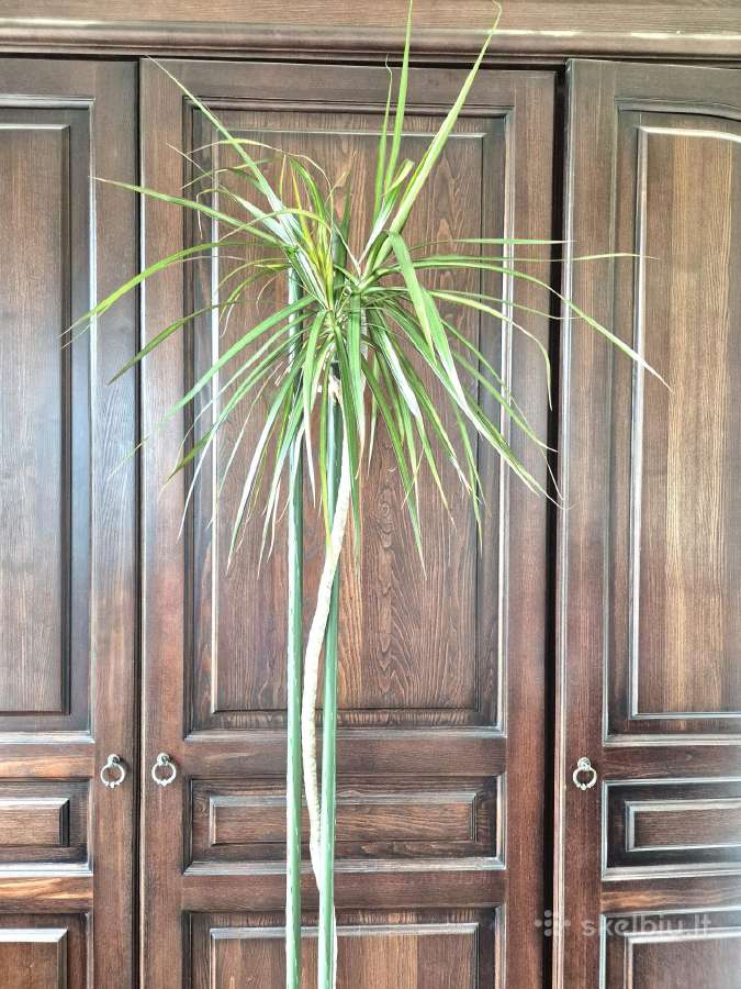 Kambarine gele"dracena" 180cm. - nuotraukos Nr. 2