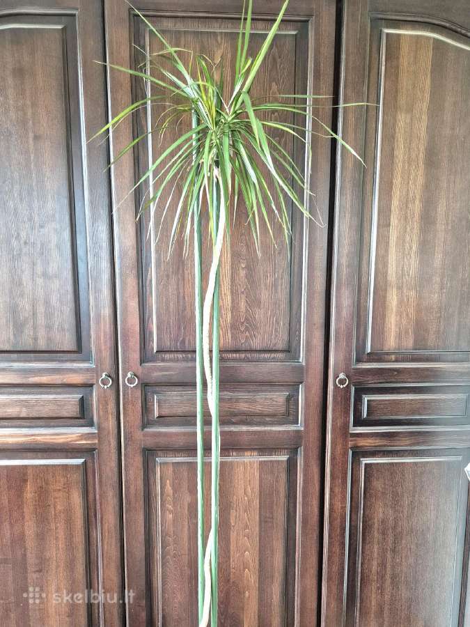 Kambarine gele"dracena" 180cm. - nuotraukos Nr. 3