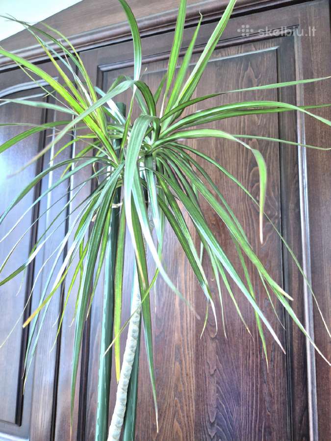 Kambarine gele"dracena" 180cm. - nuotraukos Nr. 4