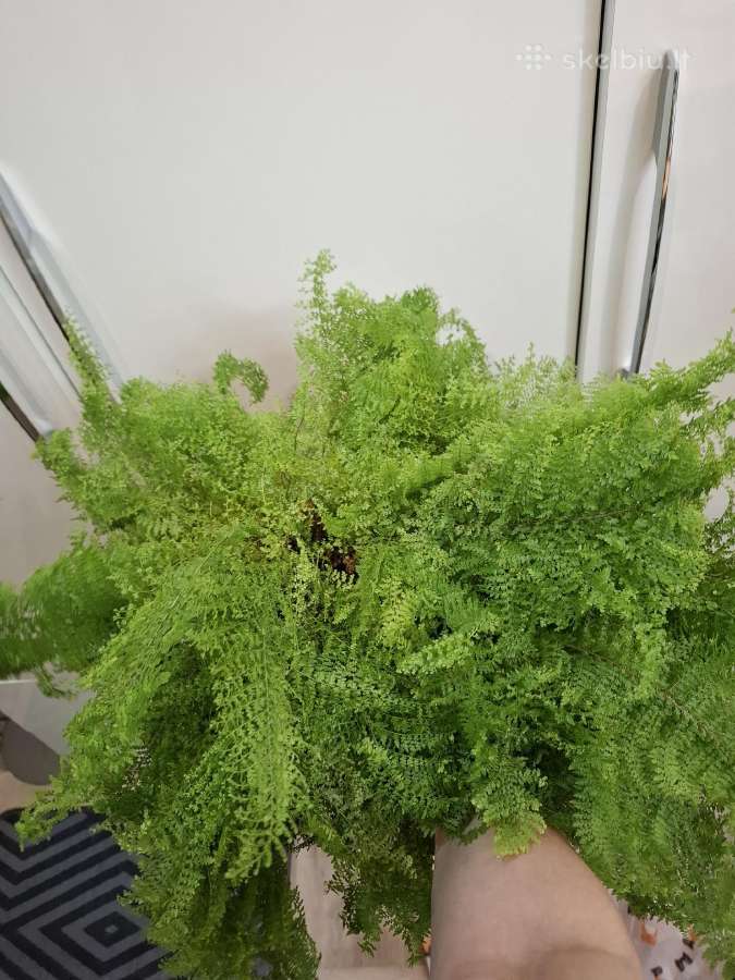 Nephrolepis exaltata 'Smithii' Cotton Candy - nuotraukos Nr. 2