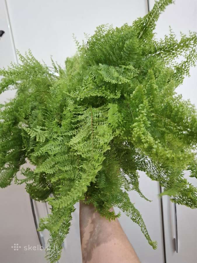 Nephrolepis exaltata 'Smithii' Cotton Candy - nuotraukos Nr. 3