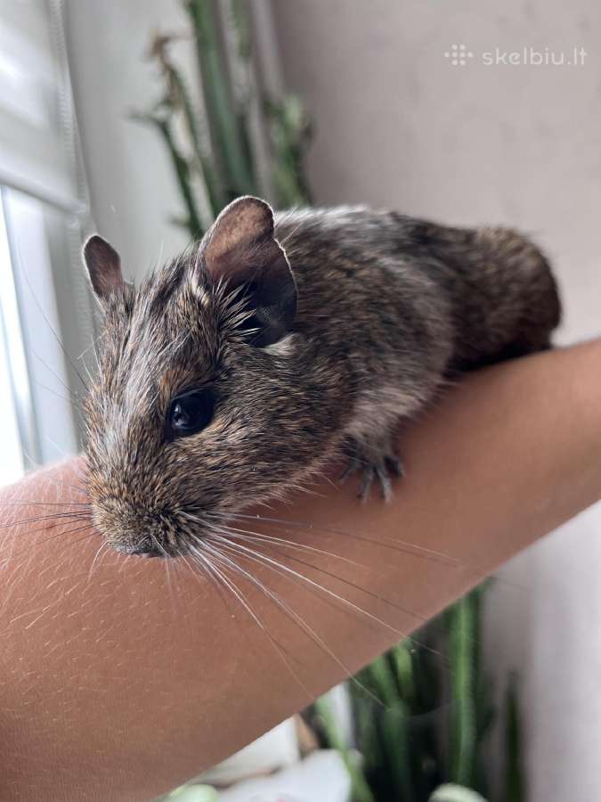 Dovanoju Degu peliukus - nuotraukos Nr. 2