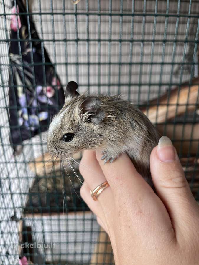 Dovanoju Degu peliukus - nuotraukos Nr. 3