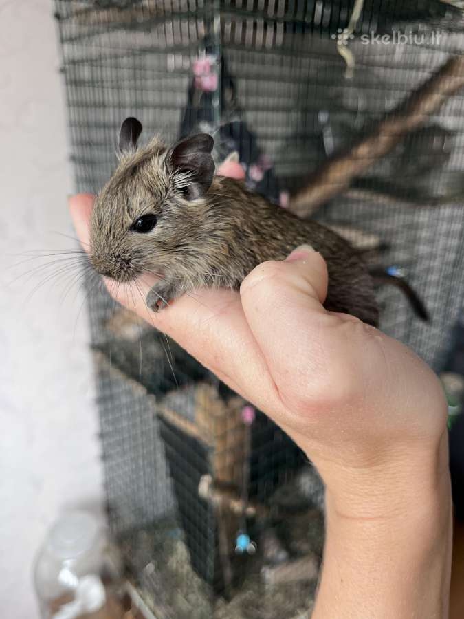 Dovanoju Degu peliukus - nuotraukos Nr. 4