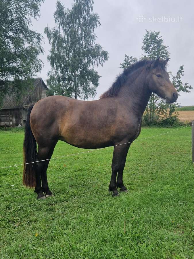 Kumelaitė - nuotraukos Nr. 2