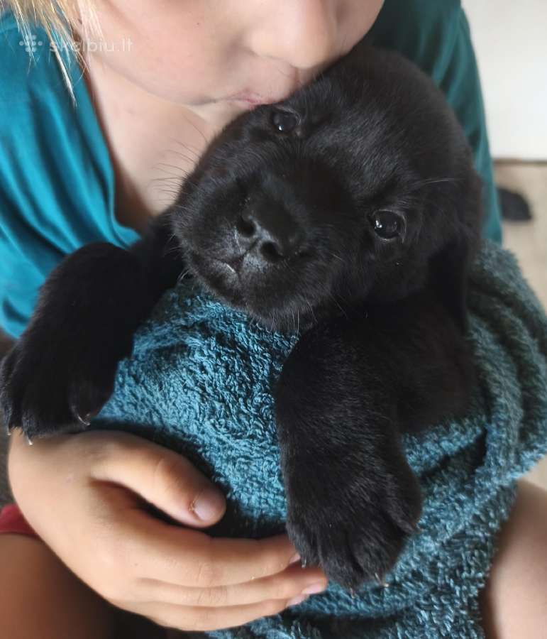 Kilmingi Labradoro retriverių šuniukai - nuotraukos Nr. 3