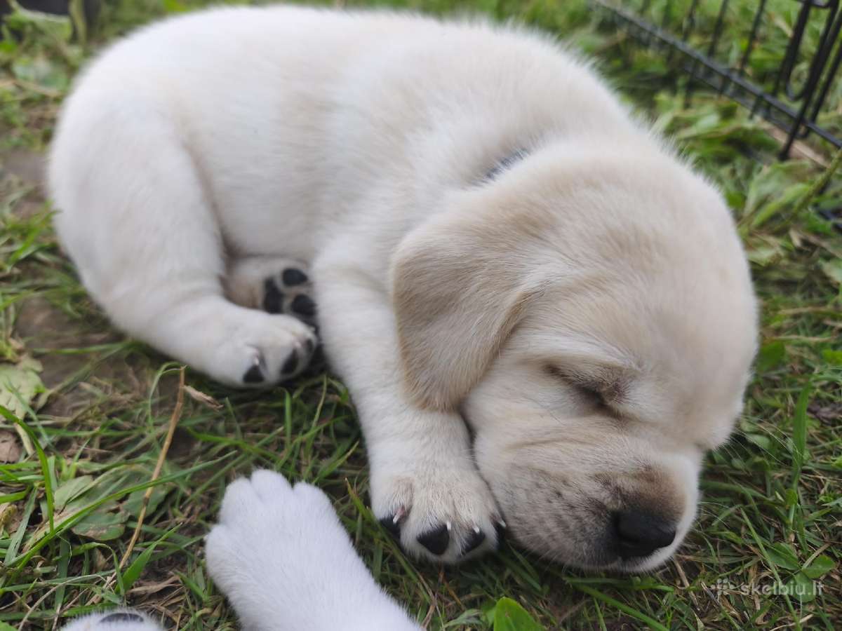 Kilmingi Labradoro retriverių šuniukai - nuotraukos Nr. 4