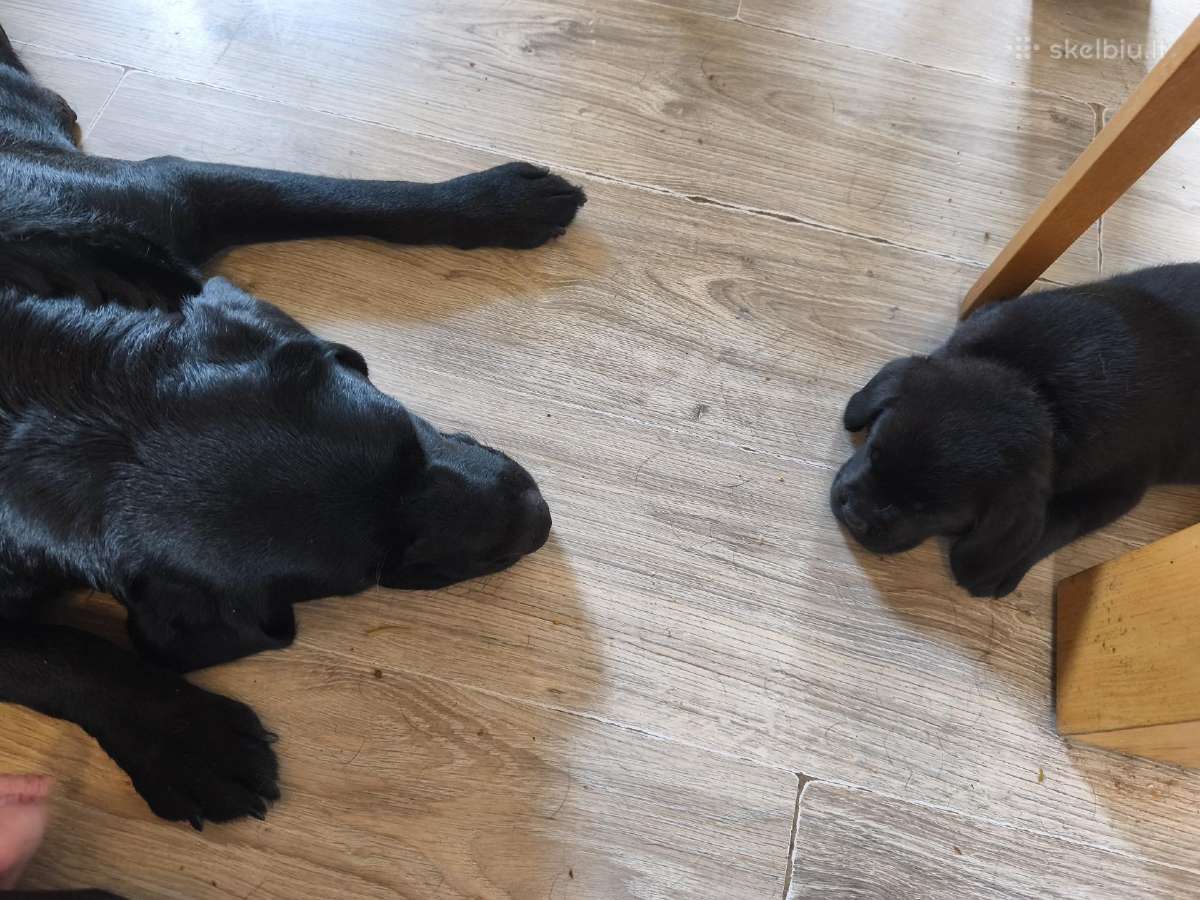 Kilmingi Labradoro retriverių šuniukai - nuotraukos Nr. 12
