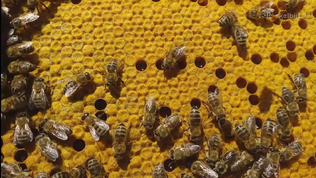 Apvaisintos jaunos bičių Motinėlės . - nuotraukos Nr. 2