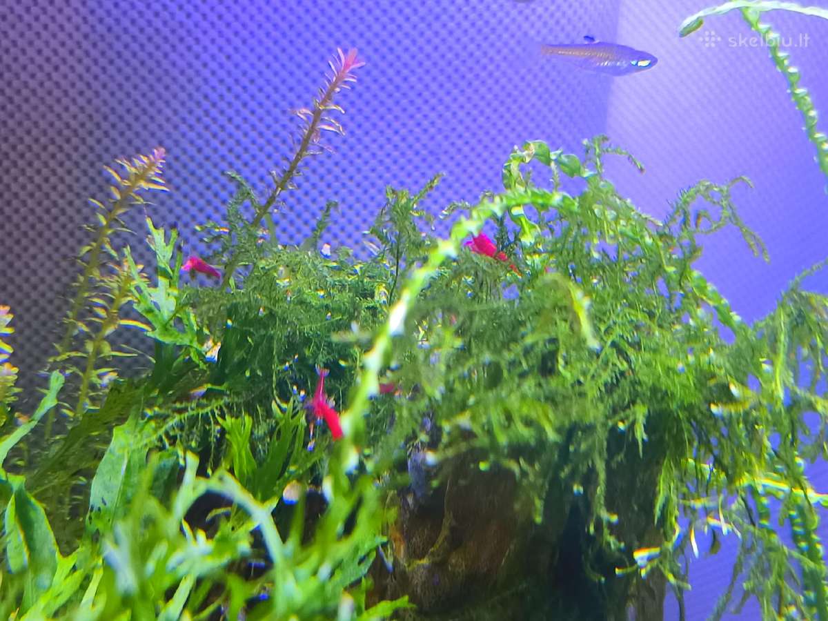 Neocaridina Bloody Mary - nuotraukos Nr. 4