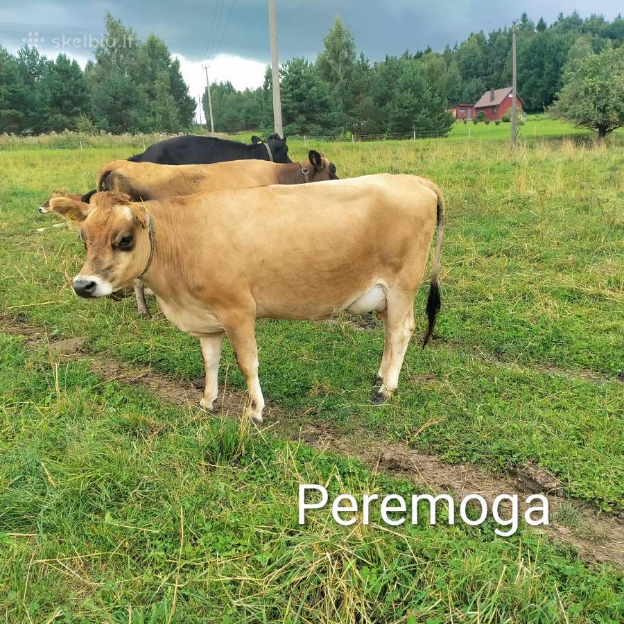 Džersi veislės karvės ir telyčios - nuotraukos Nr. 7