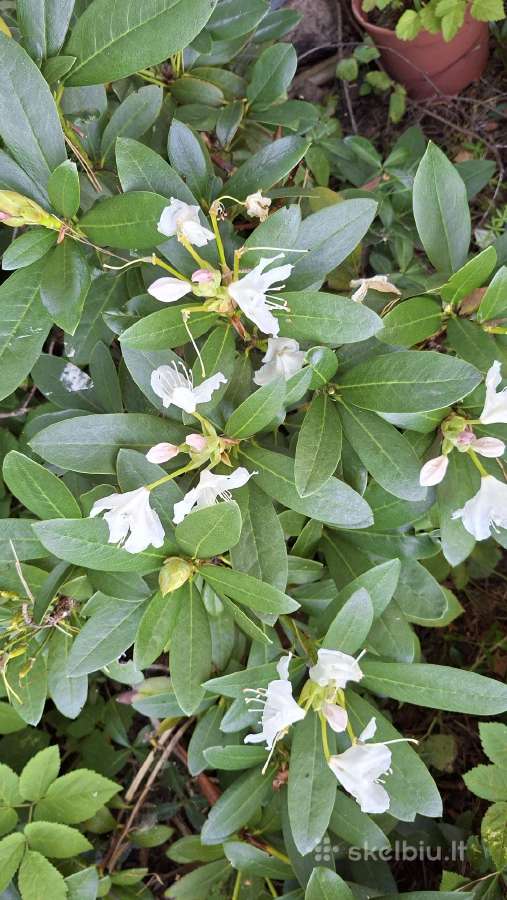 Rododendrai - nuotraukos Nr. 5