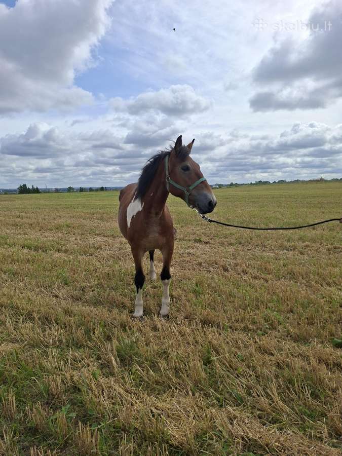 6m marga kumele - nuotraukos Nr. 3
