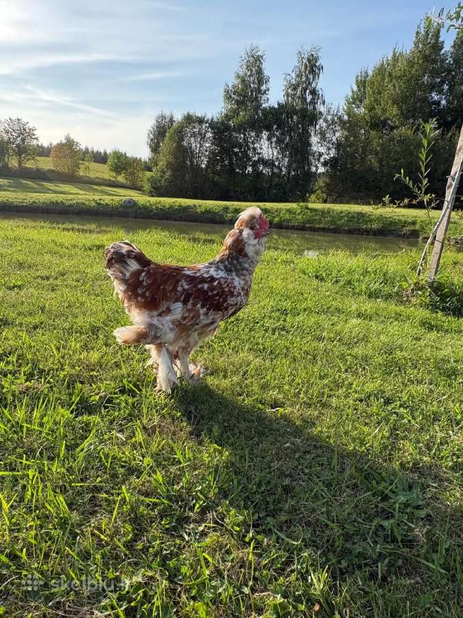 Strumsko veislės gaidžiai - nuotraukos Nr. 3