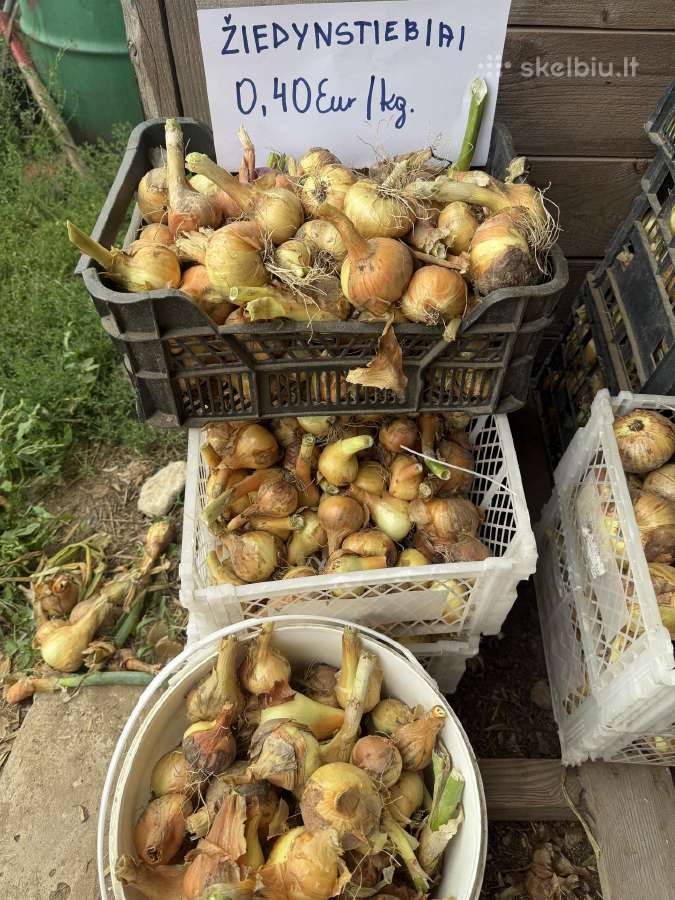Svogunai Grūdai Avižos 120€ - nuotraukos Nr. 3
