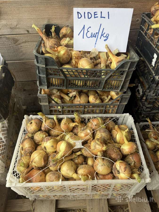 Svogunai Grūdai Avižos 120€ - nuotraukos Nr. 4