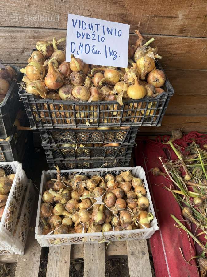 Svogunai Grūdai Avižos 120€ - nuotraukos Nr. 5