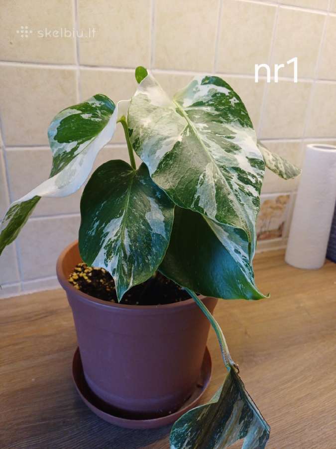 Monstera albo variegata - nuotraukos Nr. 2
