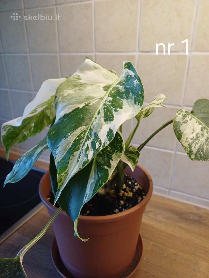 Monstera albo variegata - nuotraukos Nr. 3
