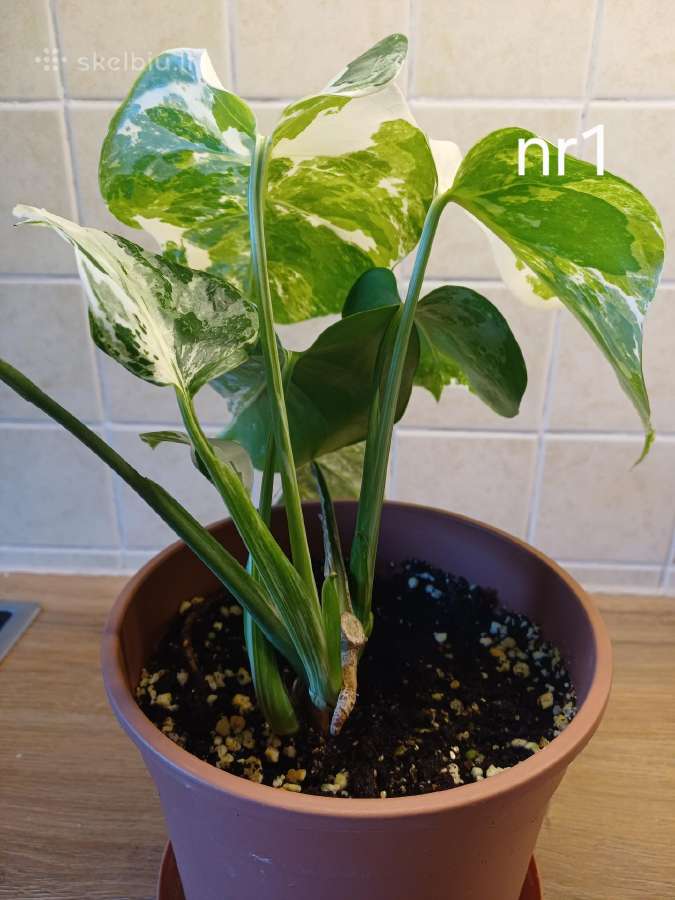 Monstera albo variegata - nuotraukos Nr. 4